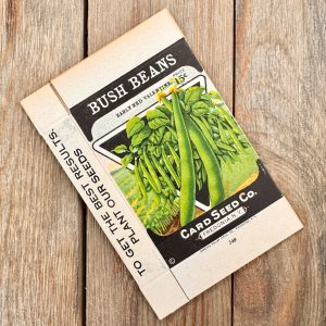 1 Antique illustrated Bush Beans seed box by Card Seed Co.